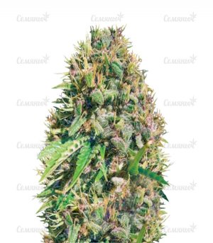 sort_Super_Mazar_victory_seeds__S5hpt2dxDdSW4hoc.jpg