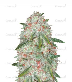 sort_Auto_Chocodope_victory_seeds__iTev6xnp23aGssj4.jpg sort_Auto_Chocodope_victory_seeds__iTev6xnp23aGssj4.jpg
