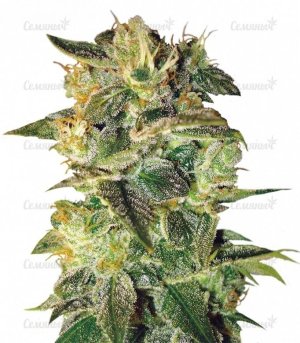 sort_Sugar_Mango_Ryder_auto__oaowOT1HnX7g9Lwf.jpg sort_Sugar_Mango_Ryder_auto__oaowOT1HnX7g9Lwf.jpg