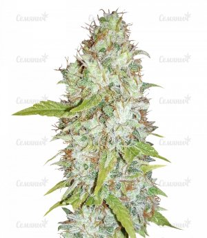 sort_Afghan_Kush_X_Skunk__XCfZtQy7HM5tFG9T.jpg