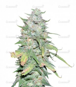 sort_Afghan_Kush_X_Yumbolt__CW2LyFNw68wW3Zxq.jpg