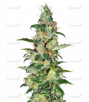 sort_Chronic_Haze__TJEyu0QNj90z7Hi7.jpg