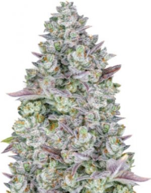 Gorilla cookies.jpg Gorilla cookies.jpg