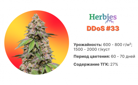 DDoS #33 DDoS #33