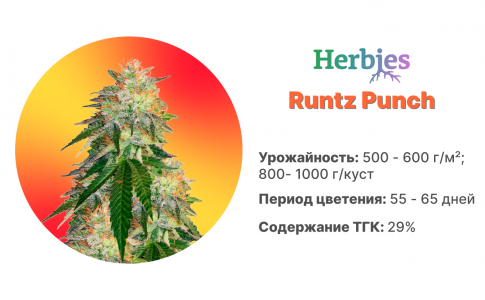 Runtz Punch Runtz Punch