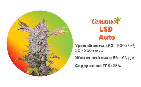 LSD Auto LSD Auto