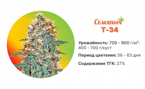 T 34 T 34