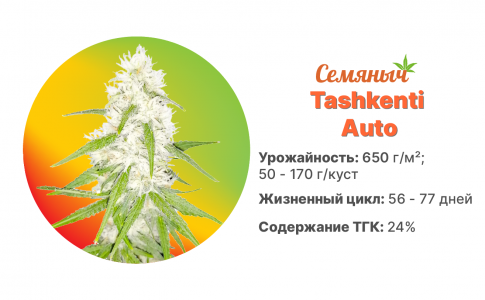 Tashkenti Auto Tashkenti Auto