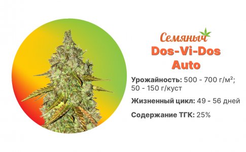 Dos Vi Dos Auto