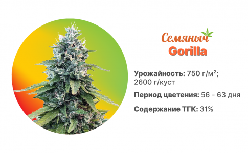 Gorilla