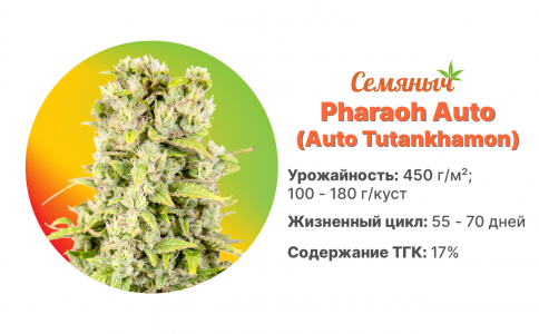 Pharaoh Auto Pharaoh Auto