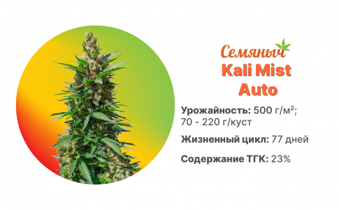 Kali Mist Auto Kali Mist Auto