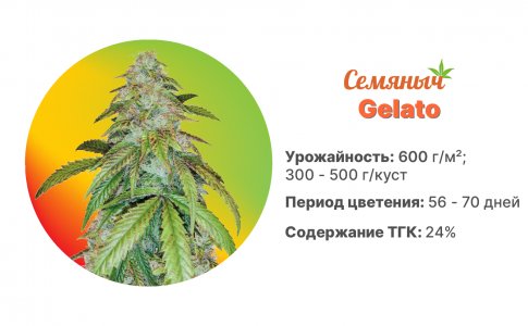 Gelato Gelato
