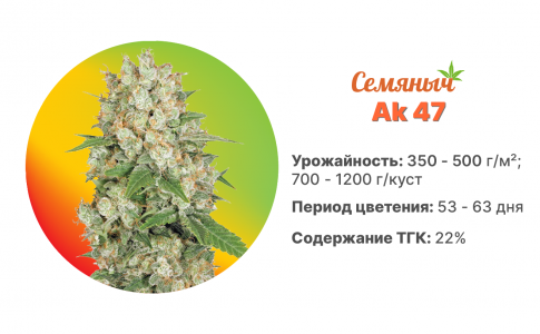 Ak 47 fem-100.jpg Ak 47 fem-100.jpg