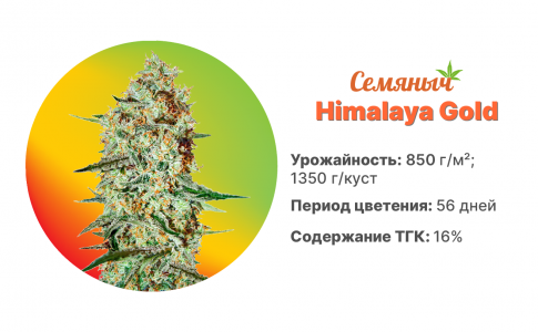 Himalaya Gold