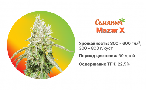 Mazar X