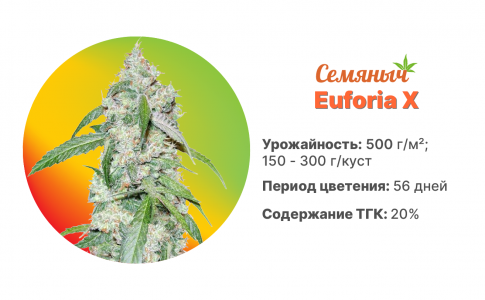 Euforia X