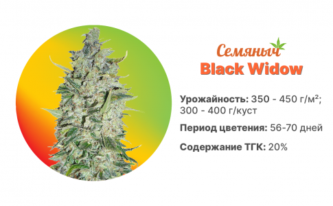 Black Widow