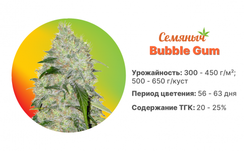 Bubble Gum Bubble Gum