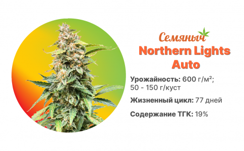 Northern Lights Auto Northern Lights Auto
