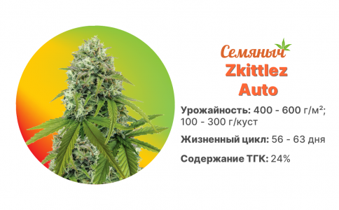 Zkittlez Auto Zkittlez Auto