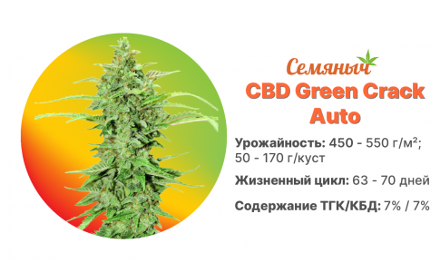 CBD Green Crack Auto