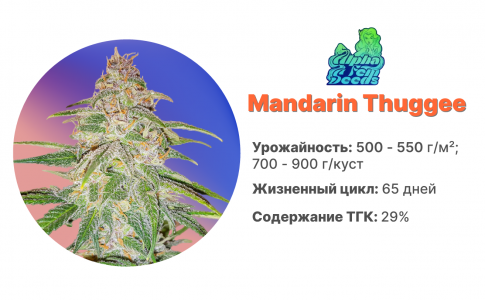 Mandarin Thuggee Mandarin Thuggee