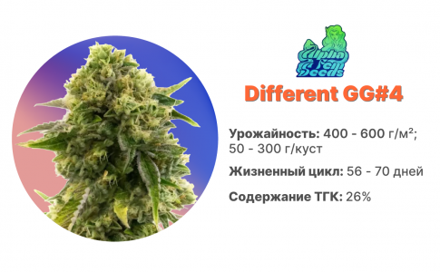 Different GG#4 Different GG#4