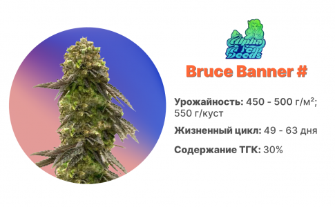Bruce Banner # Bruce Banner #