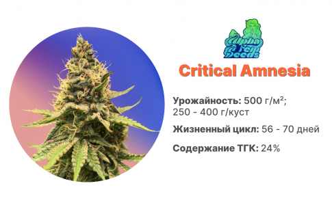 Critical Amnesia