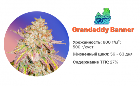 Grandaddy Banner Grandaddy Banner