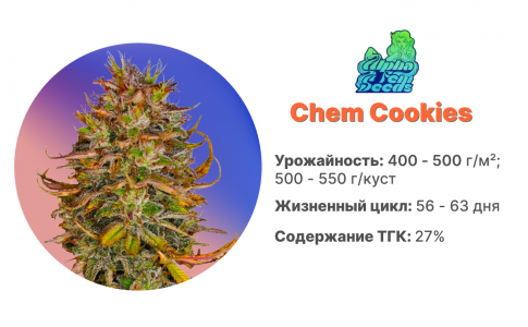 Chem Cookies Chem Cookies