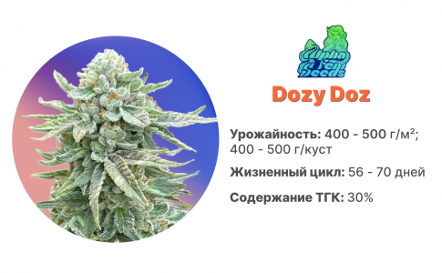 Dozy Doz Dozy Doz