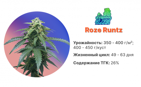 Roze Runtz Roze Runtz