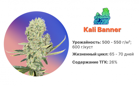 Kali Banner