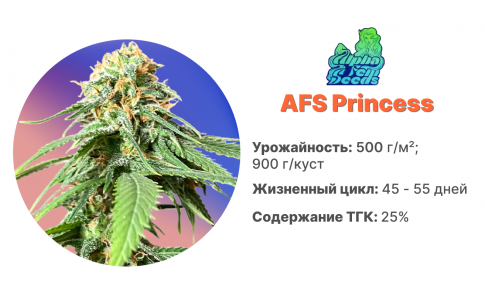 AFS Princess AFS Princess