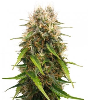 triple g auto.jpg