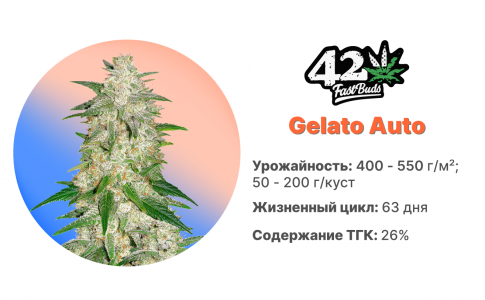 Gelato-Auto.jpg Gelato-Auto.jpg