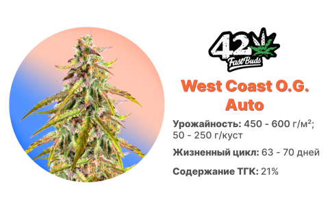 West Coast O.G. Auto West Coast O.G. Auto