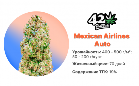 Mexican Airlines Auto Mexican Airlines Auto