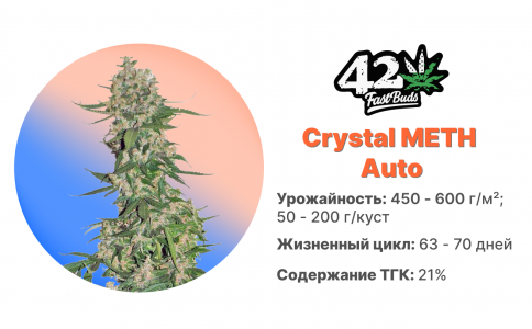 Crystal Meth Auto