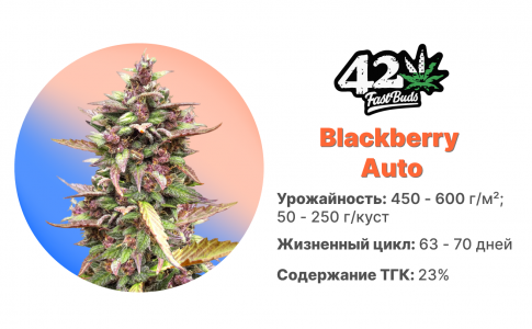 Blackberry Auto Blackberry Auto