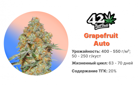 Grapefruit Auto Grapefruit Auto