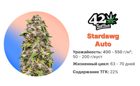Stardawg Auto Stardawg Auto