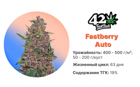 Fastberry_auto.jpg