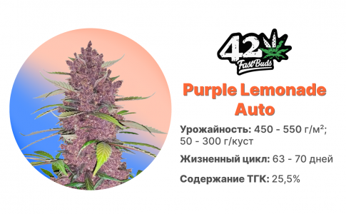 Purple Lemonade Auto Purple Lemonade Auto