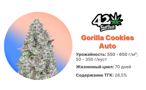 Gorilla Cookies Auto Gorilla Cookies Auto