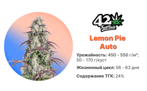 Lemon Pie Auto Lemon Pie Auto