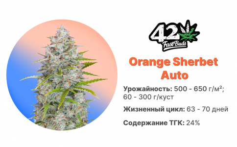Orange Sherbet Auto Orange Sherbet Auto