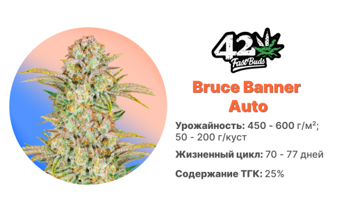 Bruce Banner Auto Bruce Banner Auto